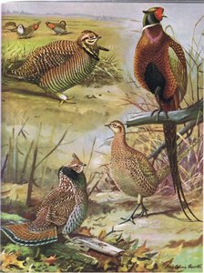 Heidehuhn, Ringfasan, Östliches Haubenhuhn von Louis Agassiz Fuertes