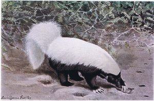 Schweinsnasen-Skunk, weißer Rücken, schwarzer Bauch, gräbt mit seinen langen Krallen nach Nahrung von Louis Agassiz Fuertes