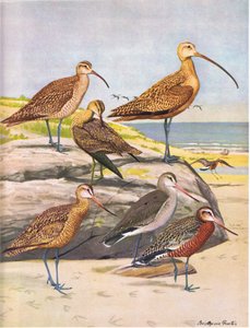 Hudson-Brachvogel, Eskimo-Brachvogel, Langschnabel-Brachvogel, Marmel-Godwit, Hudson-Godwit von Louis Agassiz Fuertes