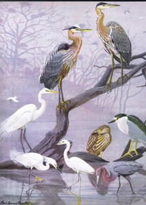 Illustration aus Die Naturgeschichte der amerikanischen Vögel von Ost- und Zentral-Nordamerika, veröffentlicht von Bramhall House, ca. 1970 von Louis Agassiz Fuertes