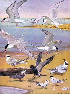 Illustration aus Die Naturgeschichte der amerikanischen Vögel von Ost- und Zentral-Nordamerika, veröffentlicht von Bramhall House, ca. 1970