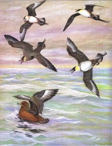 Illustration aus Die Naturgeschichte der amerikanischen Vögel von Ost- und Zentral-Nordamerika, veröffentlicht von Bramhall House um 1970