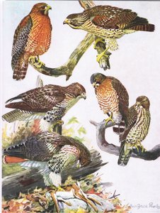Nördlicher Rotschulterbussard, Östlicher Rotschwanzbussard, Breitflügelbussard