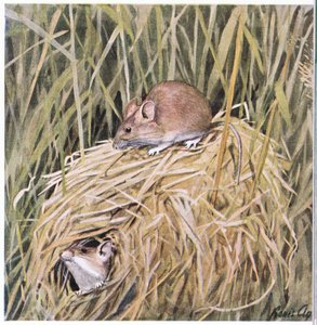 Westliche Erntemaus lebt und brütet in einem grasigen Nest