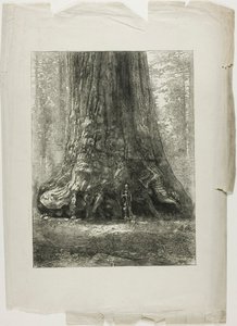 Verdrehte Bäume von Louis Auguste Lepère