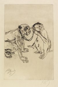 Vergleichende Anatomie