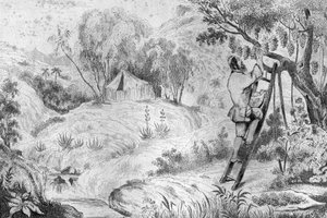 Ich hatte mehr als zweihundert Trauben... Gravur nach einer Zeichnung von M. de Sainson für das Buch von Daniel Defoe "Robinson Crusoe", französische Ausgabe von 1837