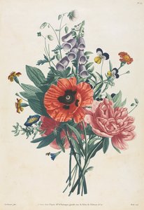 Sammlung von Blumen und Früchten nach der Natur gemalt: Strauß aus Fingerhut, Clematis..., 1805