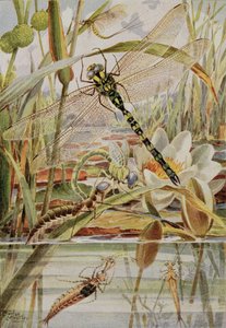 Libelle und Maifliege, Illustration aus 