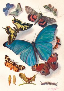 Beispiel einer Farbblock-Illustration für wissenschaftliche Arbeiten, ca. 1903 von Louis Fairfax Muckley