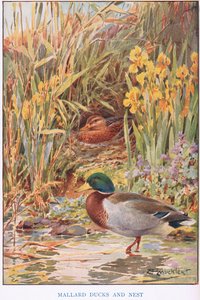 Stockenten und Nest, Illustration aus 