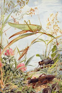 Musikalische Insekten, Illustration aus 