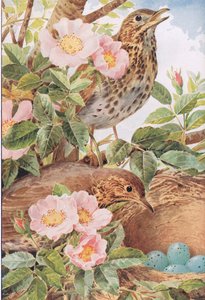 Singdrosseln mit Nest, Illustration aus 