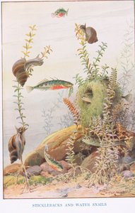 Stichlinge und Wasserschnecken, Illustration aus 