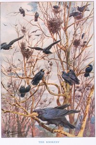 Der Rookery, Illustration aus 