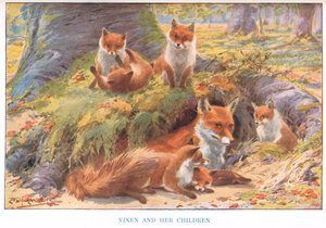 Füchsin und ihre Kinder, Illustration aus 