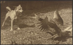 Wütender Vogel und Hund von Louis Fleckenstein