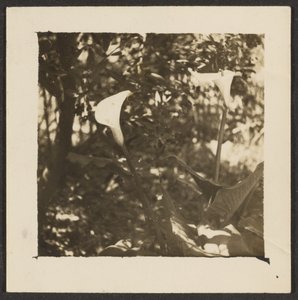 [Calla-Lilien] von Louis Fleckenstein