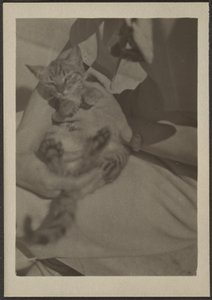 Katze von Louis Fleckenstein