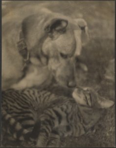 Katze und Hund von Louis Fleckenstein