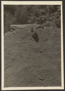 Streifenhörnchen auf dem Pfad von Louis Fleckenstein