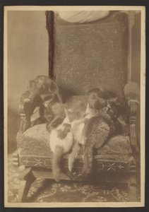 Kuschelnde Katzen und Hund von Louis Fleckenstein