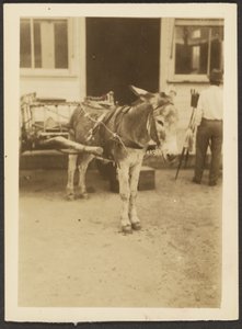 [Esel und Karren] von Louis Fleckenstein