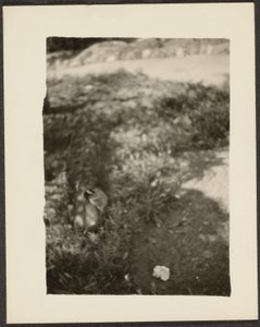 Ente in Landschaft von Louis Fleckenstein