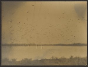 [Landschaft mit Vögeln] von Louis Fleckenstein