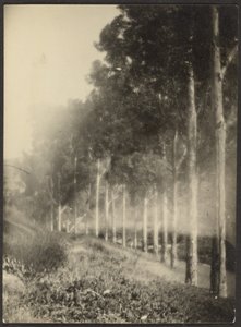 [Landschaft mit einer Baumreihe] von Louis Fleckenstein
