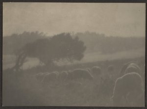 Landschaft mit Schafen