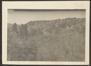 Landschaft mit Sträuchern von Louis Fleckenstein