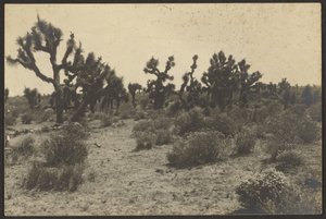 Mojave-Wüste