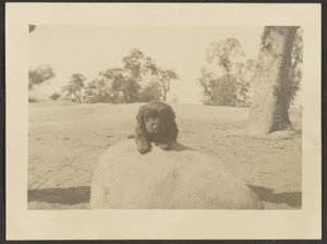 [Welpe auf Felsen] von Louis Fleckenstein