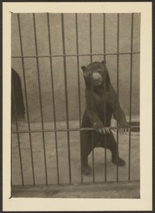 [Faultierbär im Käfig] von Louis Fleckenstein