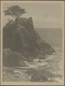 Baum an felsiger Küste