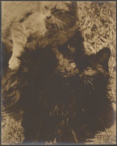 Zwei Katzen von Louis Fleckenstein