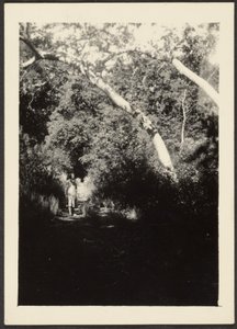 Frau auf einem Pfad im Wald