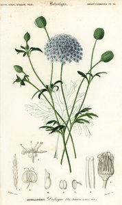 Blaue Spitzenblume, Trachymene coerulea