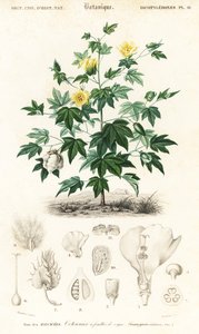 Baumwollpflanze, Gossypium barbadense (Stich)