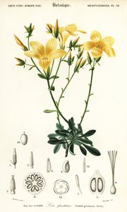 Flachs, Linum campanulatum (Gravur) von Louis Joseph Edouard Maubert