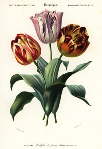 Gartentulpe, Tulipa gesneriana, 1849 (Gravur)