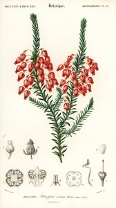 Leuchtende Heide, Erica ardens (Kupferstich) von Louis Joseph Edouard Maubert