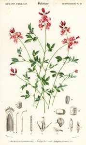 Indigopflanze, Indigofera procumbens (Kupferstich) von Louis Joseph Edouard Maubert
