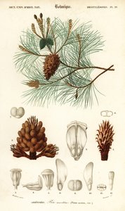 Seekiefer oder Cluster-Kiefer, Pinus pinaster (Stich) von Louis Joseph Edouard Maubert
