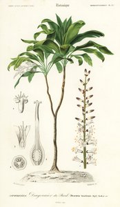 Palmlilie, Cordyline fruticosa (Gravur) von Louis Joseph Edouard Maubert