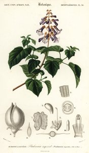 Kaiserbaum, Paulownia tomentosa