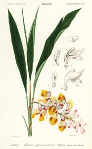 Muskatnussblume, Alpinia nutans