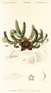 Sternblume, Orbea variegata (Gravur) von Louis Joseph Edouard Maubert