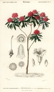 Baum-Rhododendron, Rhododendron arboreum von Louis Joseph Edouard Maubert